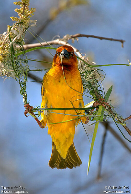 Cape Weaver male adult