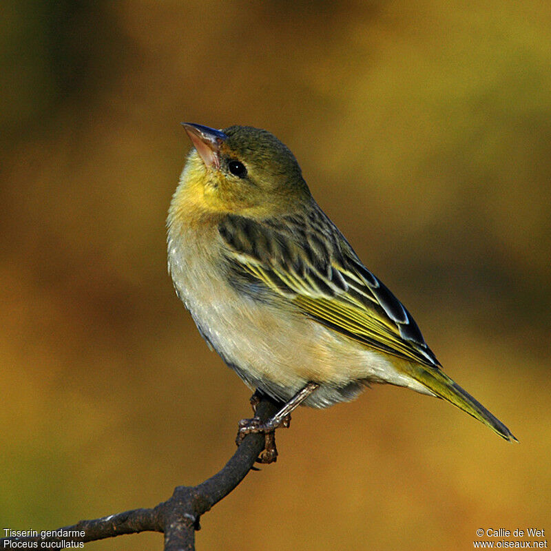 Village Weaver female adult