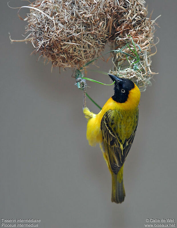 Lesser Masked Weaver male adult