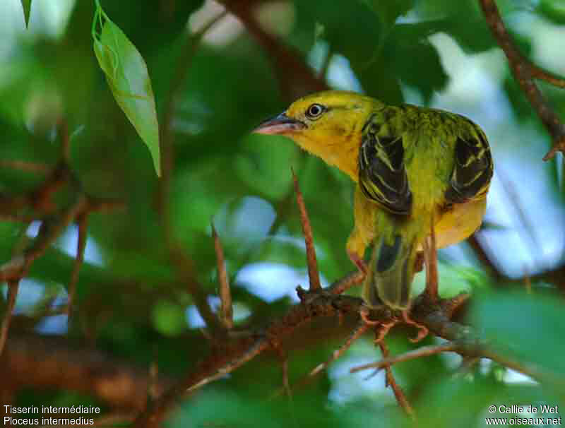 Lesser Masked Weaver female adult