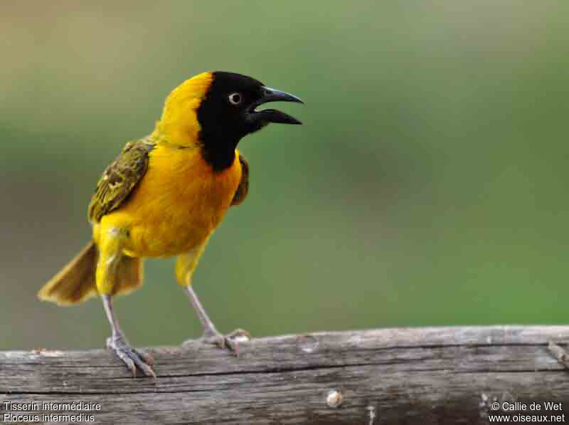 Lesser Masked Weaver male adult