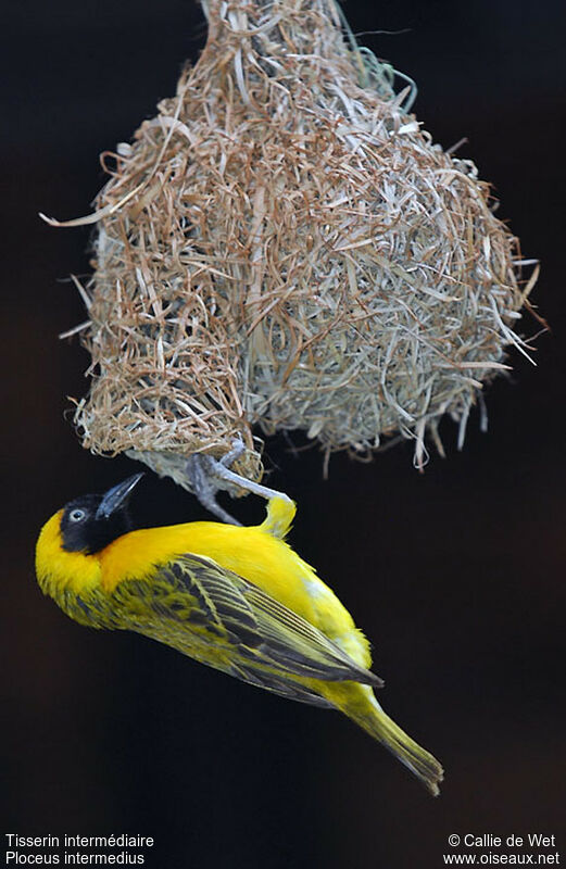 Lesser Masked Weaver male adult