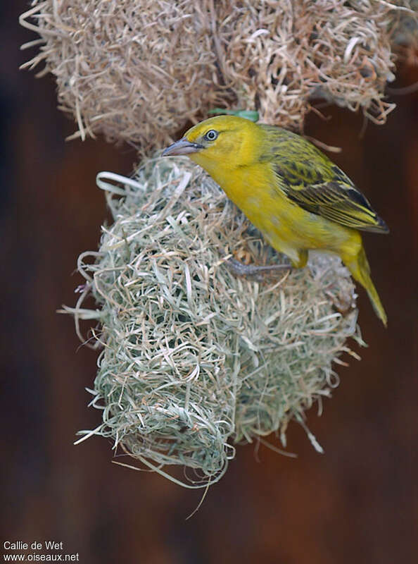 Lesser Masked Weaver male adult post breeding, identification