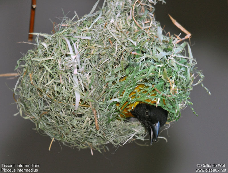 Lesser Masked Weaver male adult