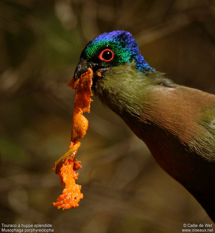 Purple-crested Turaco