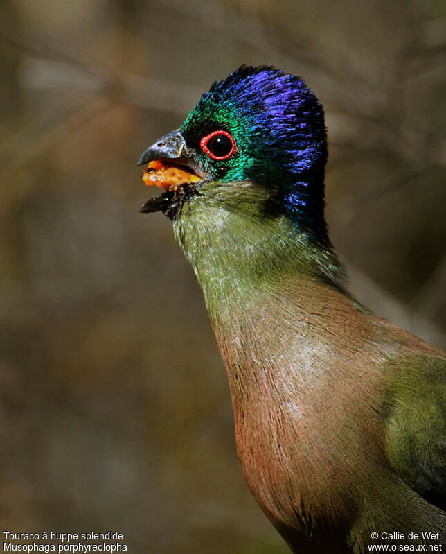 Purple-crested Turaco