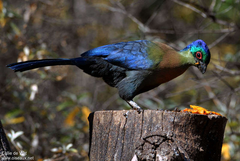 Touraco à huppe splendide, identification