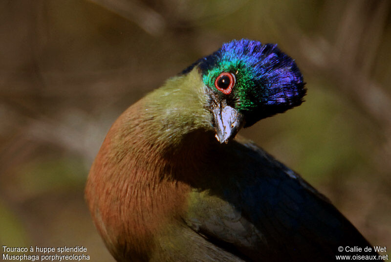 Purple-crested Turaco