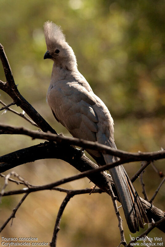 Grey Go-away-bird