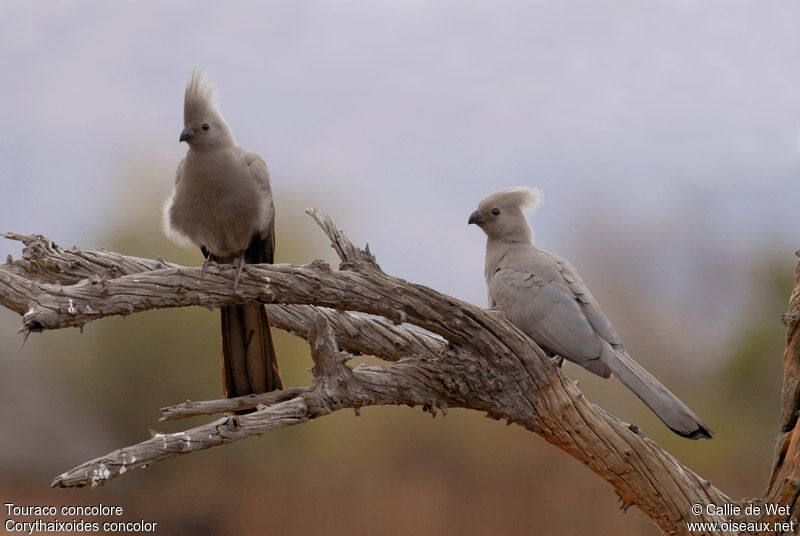 Grey Go-away-bird