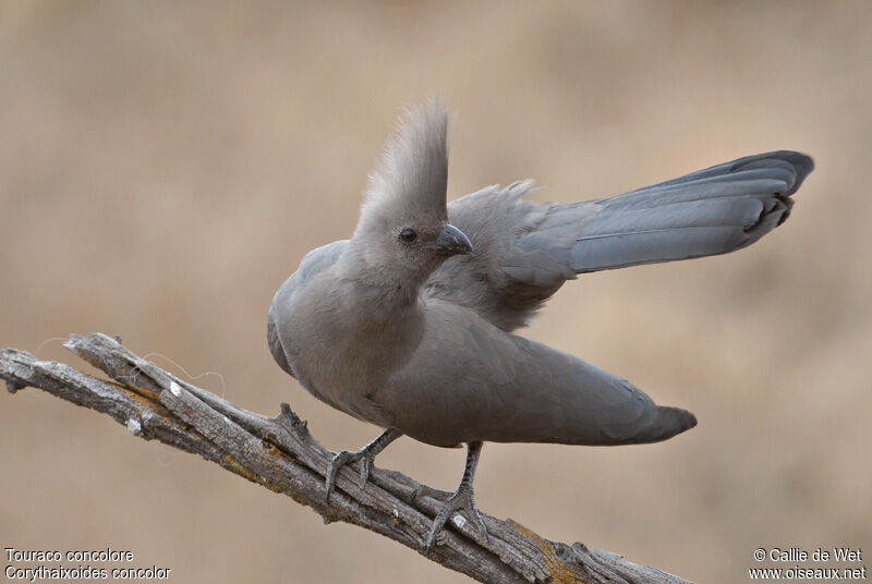 Grey Go-away-bird