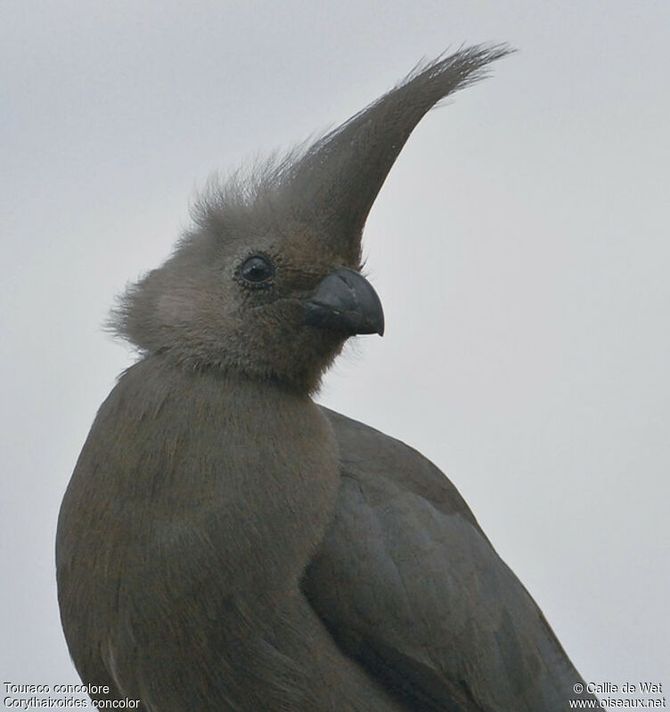 Grey Go-away-bird