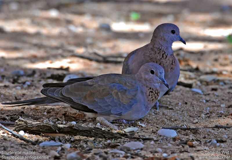 Laughing Doveadult