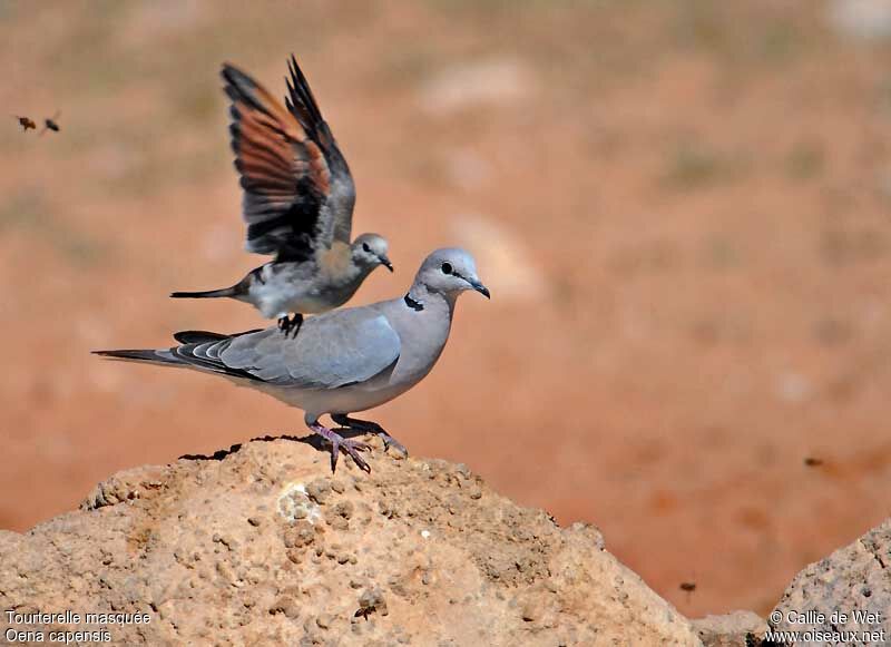 Namaqua Dove female adult