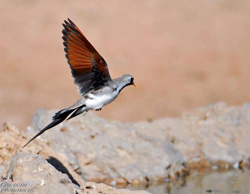 Namaqua Dove male adult, Flight