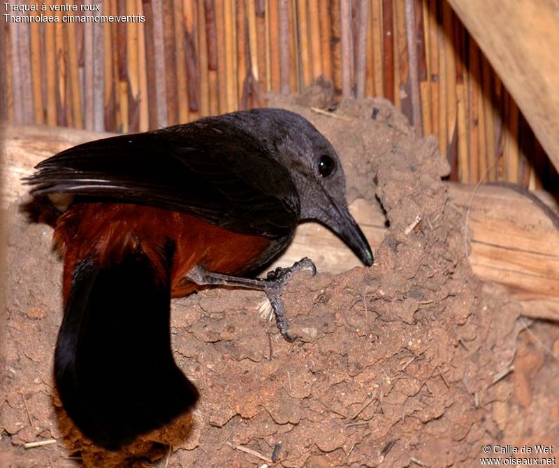 Mocking Cliff Chat female