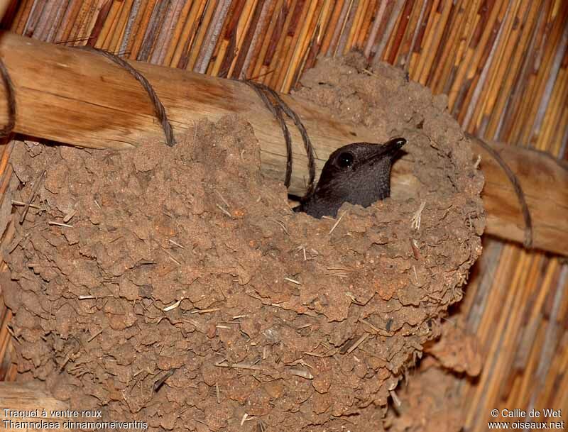 Mocking Cliff Chat female