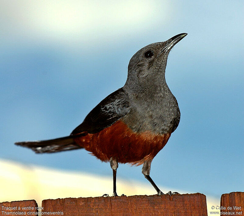 Mocking Cliff Chat female