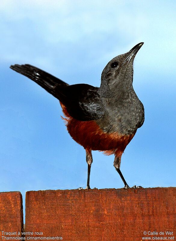 Mocking Cliff Chat female