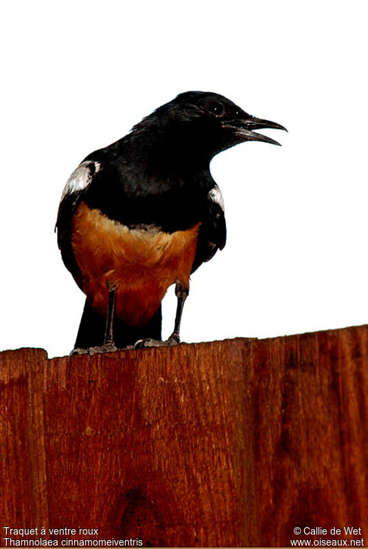 Mocking Cliff Chat male