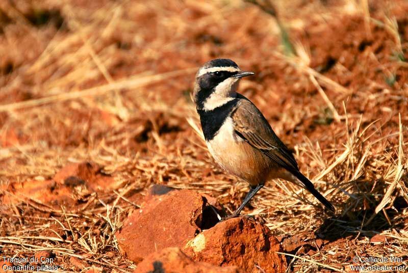 Capped Wheatearadult