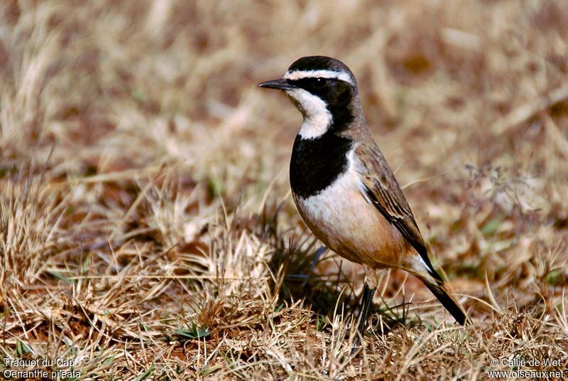 Capped Wheatearadult