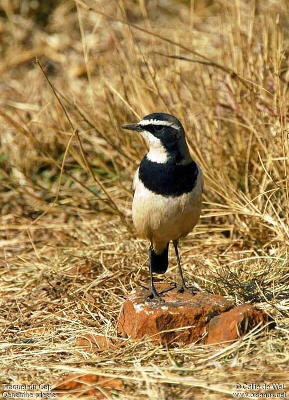 Capped Wheatearadult