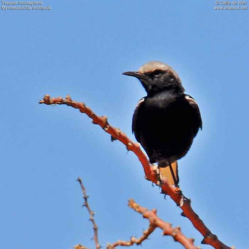 Mountain Chat male adult