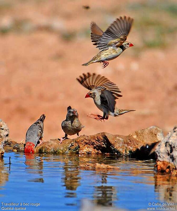 Red-billed Queleaadult