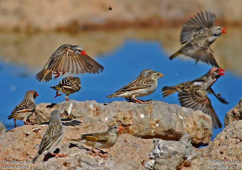 Red-billed Quelea