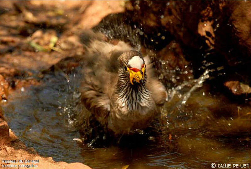 African Wattled Lapwingadult