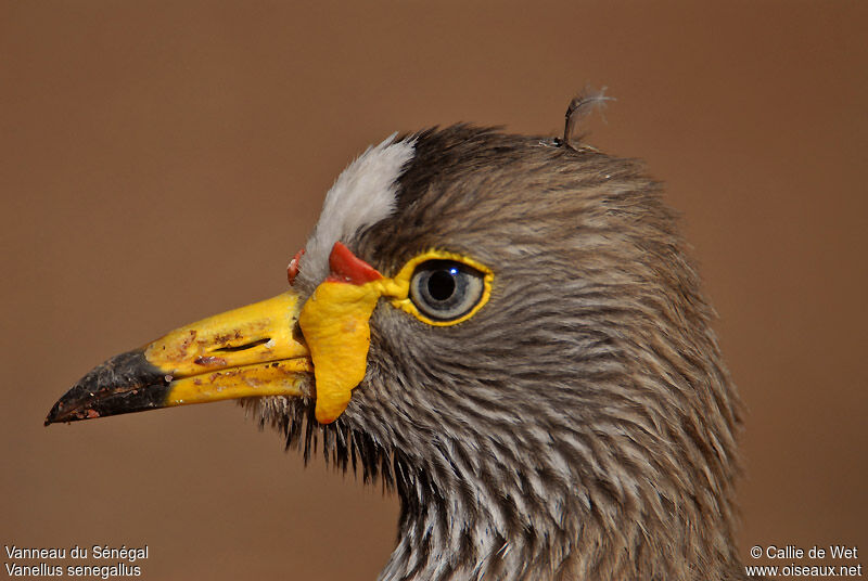 African Wattled Lapwingadult