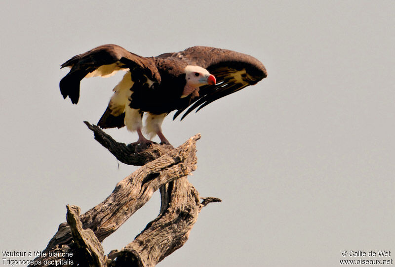 White-headed Vulture female adult