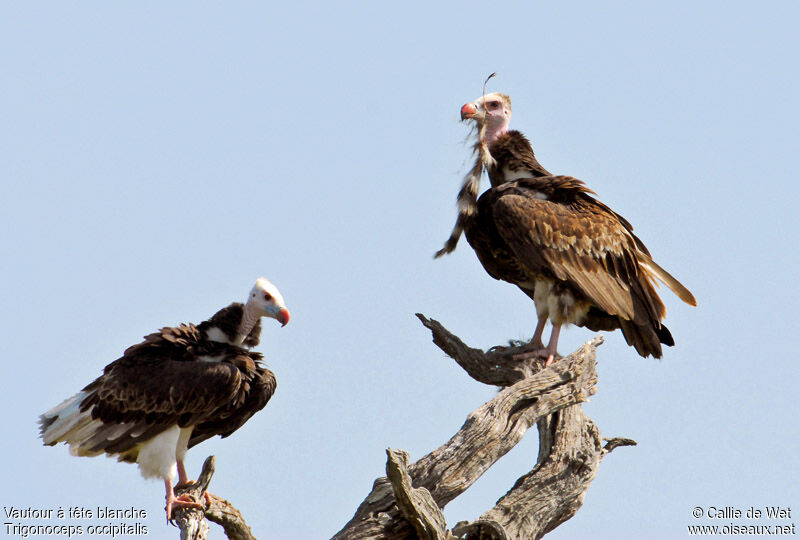 White-headed Vulture adult