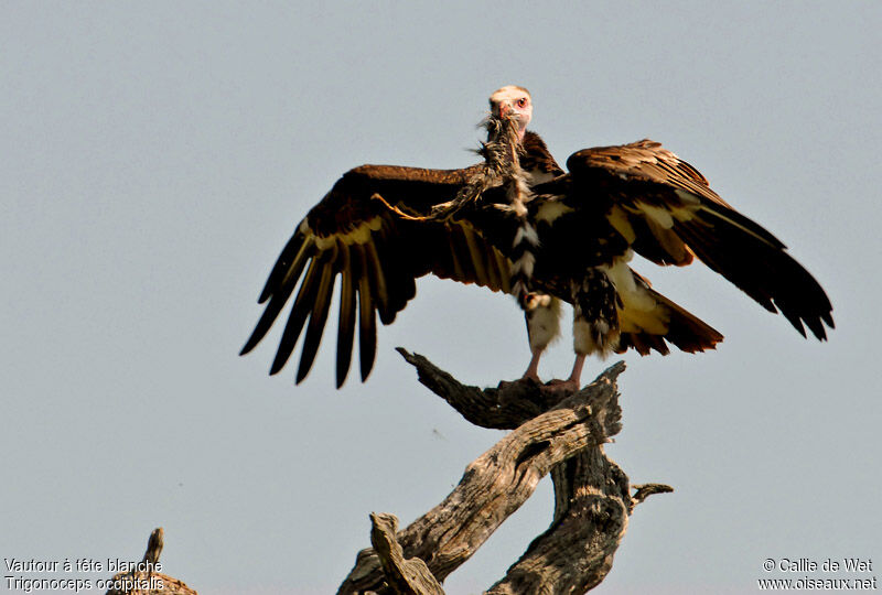 White-headed Vulture male adult