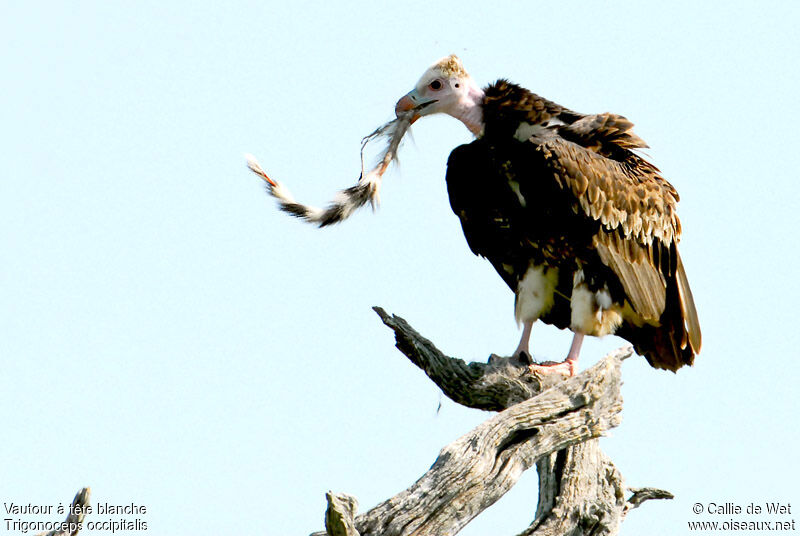 White-headed Vulture male adult