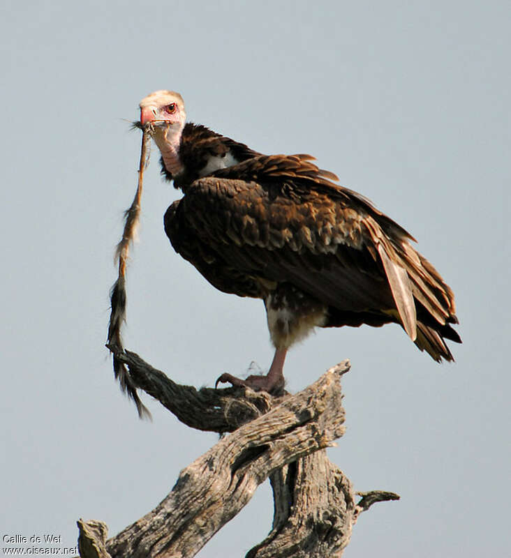 Vautour à tête blanche mâle adulte, mange