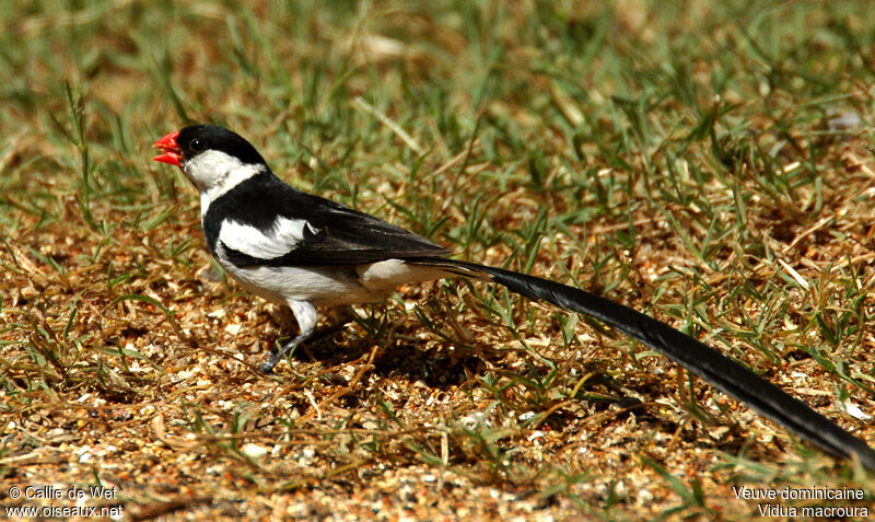 Pin-tailed Whydah male