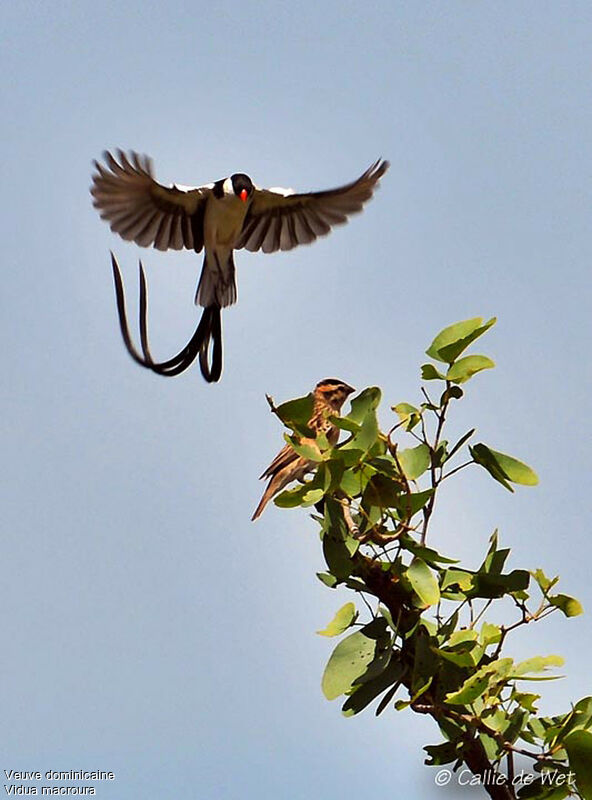 Pin-tailed Whydah male