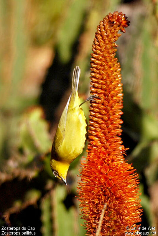 Zostérops du Capadulte