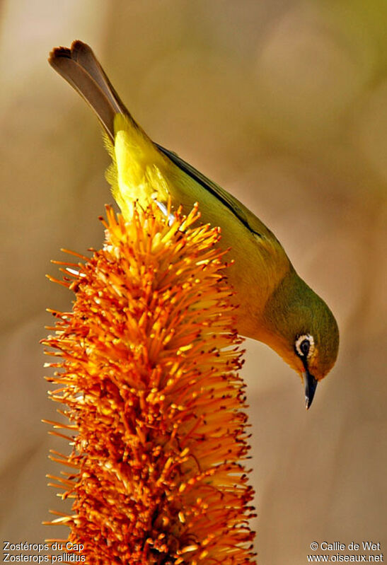 Cape White-eyeadult