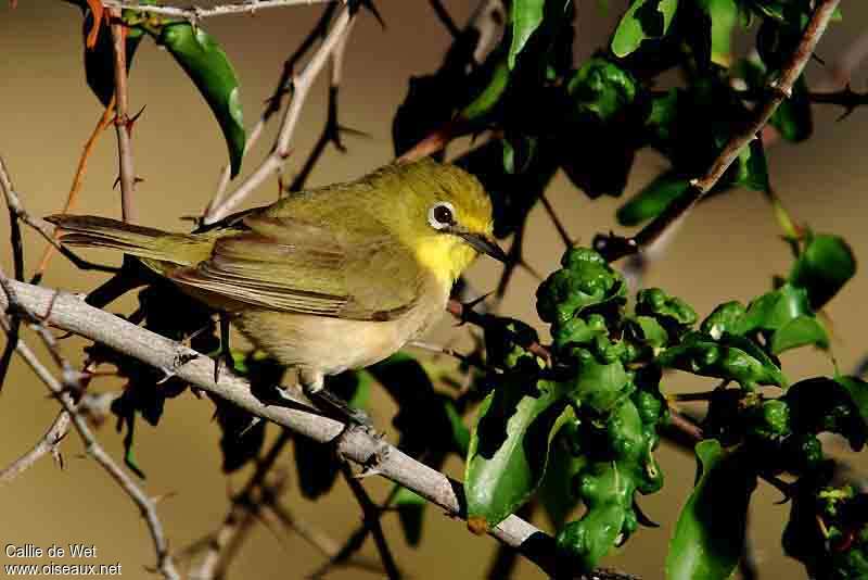 Ashy-bellied White-eyeadult