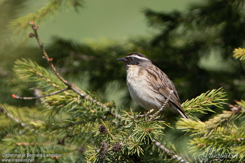 Black-throated Accentor male adult breeding, identification