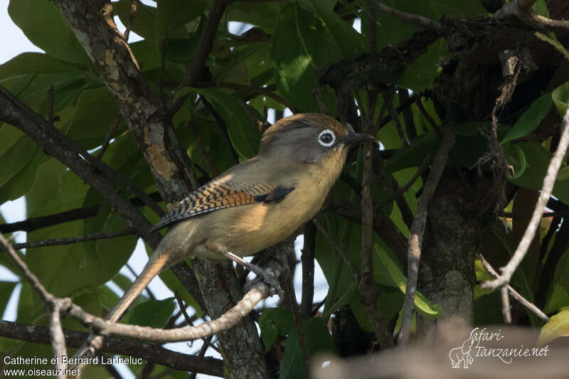 Spectacled Barwingadult, identification