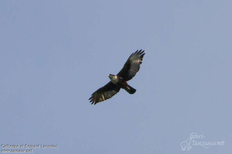 Aigle à ventre rouxadulte, Vol