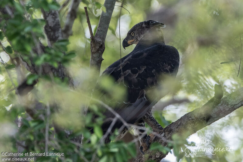 Crowned Eagleadult, habitat