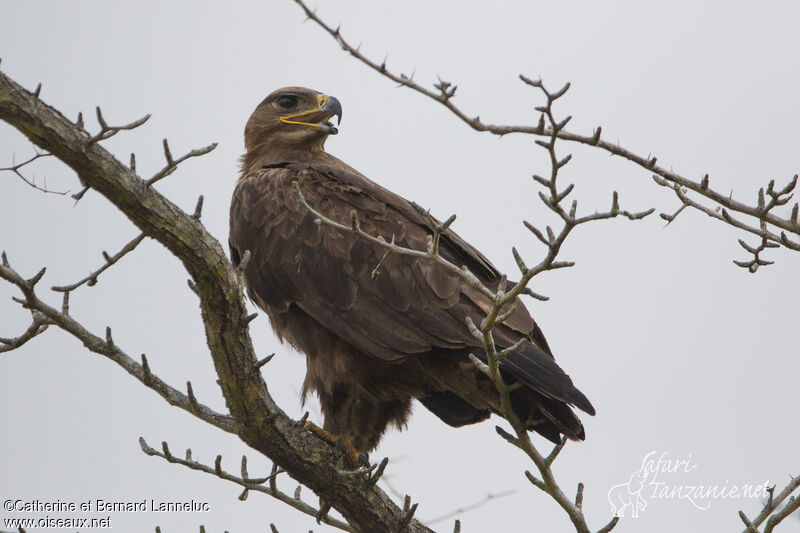 Aigle des steppesadulte