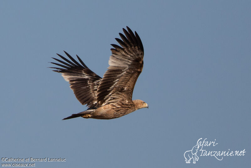 Aigle impérial1ère année, Vol