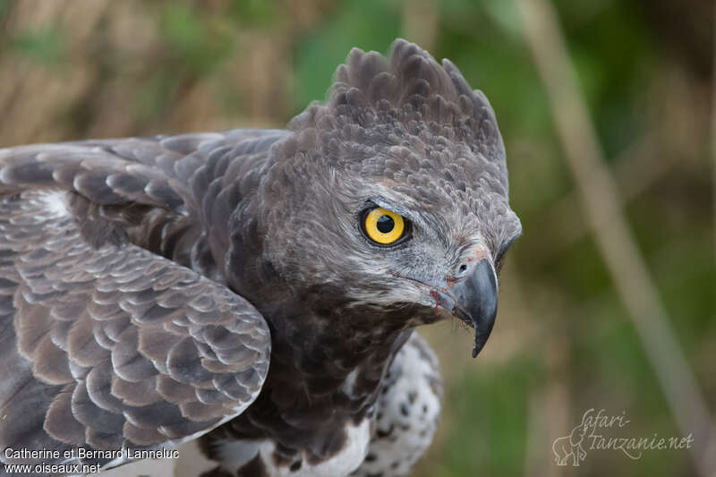 Aigle martialsubadulte, portrait, Comportement