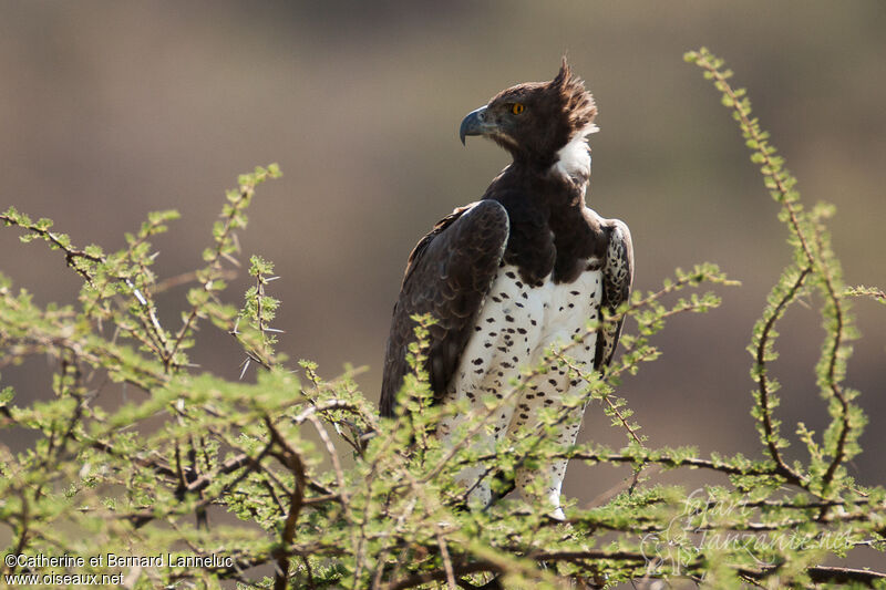 Aigle martialadulte, identification